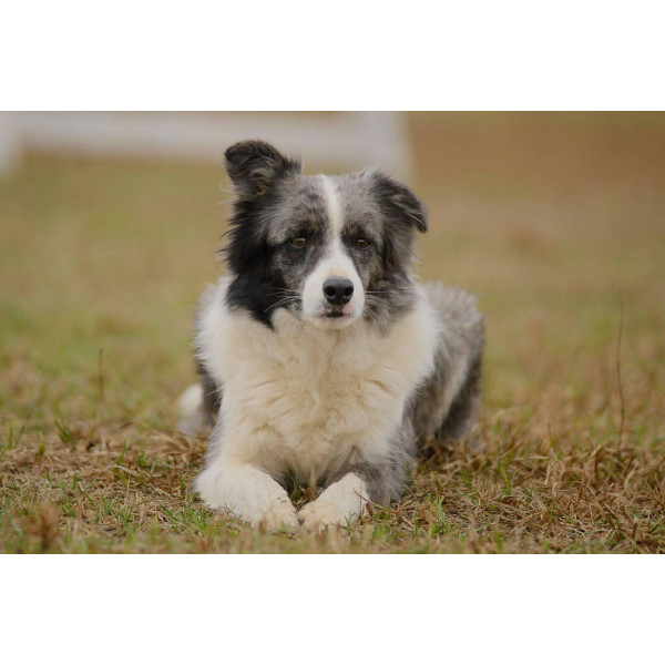 Kisses of Angel - питомник Бордер колли в Киеве