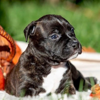 Suzirya Amstaff - питомник американских стаффордширских терьеров в Днепре