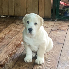 Olimpic Star - САТ - розплідник Середньоазіатських вівчарок у Києві