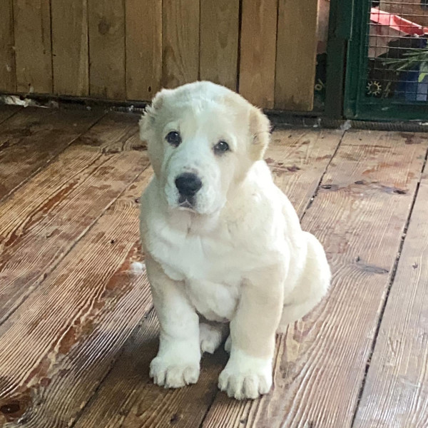 Olimpic Star - САО - питомник Среднеазиатских овчарок в Киеве