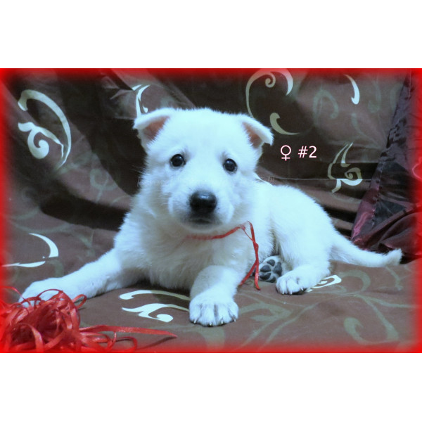 Star Way Royal - питомник белых Швейцарских овчарок в Киеве