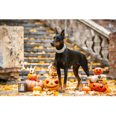 Iz Zamka Princessy - питомник Доберманов в Киеве