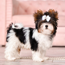 Melody Rain - питомник Бивер-йоркширских терьеров в Киеве