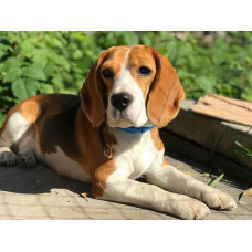 Blessed Babies - питомник Биглей и корги в Киеве