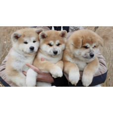 Mendelred - питомник Акита Ину в Киеве