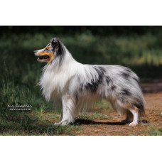 Чарівне ожерелье - розплідник шелті у Києві