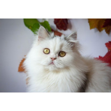 Honey Ginger - питомник селкирк-рексов в Днепре