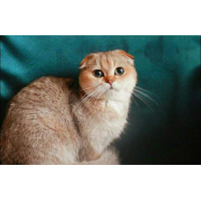 Lamur Chanti - питомник шотландских кошек в Павлограде