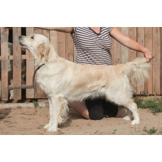 Doli Dar - питомник голден ретриверов в Киеве