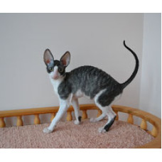 Zolota Hvilya - питомник корниш рекс в Одессе