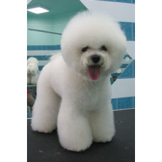 Snow Curl - розплідник Бішон Фрізе у Києві