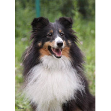 VIP Sheltie - питомник шелти в Киеве