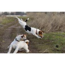 My RusselDream - розплідник джек розселив тер'єрів у Києві