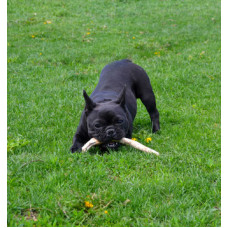 Golden Trident - питомник Акита-ину в Киеве