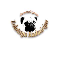 Zolotaya Radmiriya - питомник мопсов в Нежине