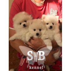 Snow-white Butterfly - розплідник німецьких шпіців в Івано-Франківську