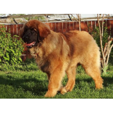 Zoryanyi Chaklun - питомник Леонбергеров в Киеве