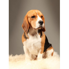 Stardrive Team - розплідник біглів у Павлогораді