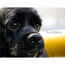 Ringing Timpani - розплідник Американських кокер-спанієлей у Харкові