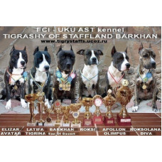 Tigrashy of Staffland Barkhan - розплідник американських стаффордширських тер'єрів у Вінниці