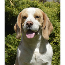 Mal‘va House - питомник биглей в Днепре