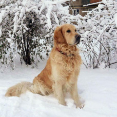 BRENDIORI - питомник голден ретриверов в Кривом Роге
