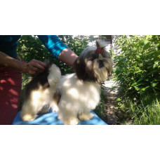 Zoryana Mriya - питомник ши-тцу в Днепре