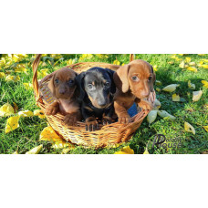 Країна Лімонія - розплідник мініатюрних такс у Києві