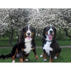 ChaRM Excellence - питомник Бернских зенненхундов в Киеве