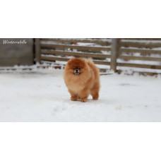 Winterrahills - питомник Американской акита в Виннице