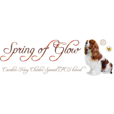 Spring of Glow - питомник кавалер кинг чарльз спаниелей в Днепре