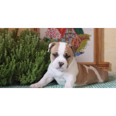 Tiger Vik - розплідник американських стаффордширських тер'єрів у Запоріжжі