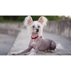 FuRSwood - питомник Китайских хохлатых собак в Днепре