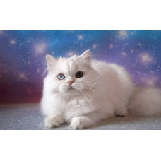 Sunny Crystal - розплідник британських та шотландських кішок у Харкові