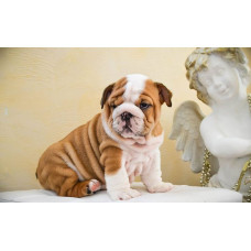 Grande Star Artemida - питомник французских бульдогов в Виннице