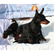 Pride of Khortica - питомник цвергпинчер в Запорожье