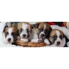 Omri Relizan - розплідник биглей у Києві