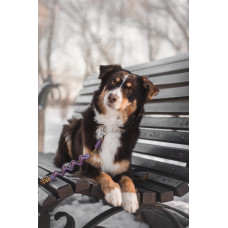 Disney Dog - питомник Австралийских овчарок в Киеве