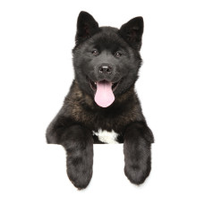 Voi Karpat - питомник Американской акита во Львове