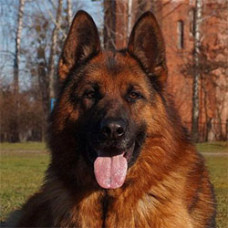 Del Casa Favore - питомник немецкой овчарки и померанских шпицов в Харькове