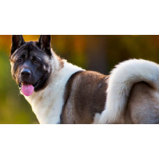 MoyaMriya - розплідник Американської акіта у Житомирі.