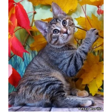 Terra Kurilia - розплідник курильських бобтейлів у Дніпрі