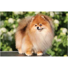 Darikar - питомник померанских шпицев в Днепре