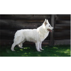 Star Basan House - розплідник Білих швейцарських вівчарок у Києві