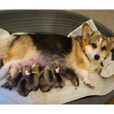 DOG FM - питомник Вельш корги пемброк в Киеве