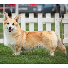 Donnerkraft - питомник Вельш корги пемброк в Киеве