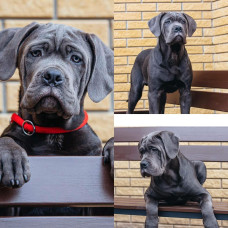 Dynasty Favorite - питомник Кане-корсо в Киеве