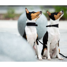 Basenji - питомник басенджи в Киеве