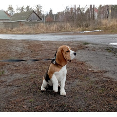 Soul Perfi - розплідник биглей у Києві