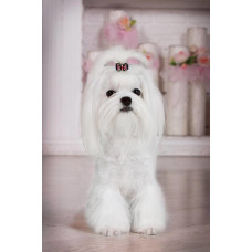 Solativo - розплідник мальтійської болонки у Запоріжжі